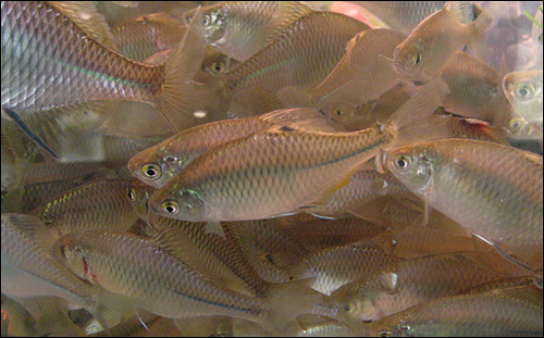 タナゴの種類 海水魚の種類と釣り方