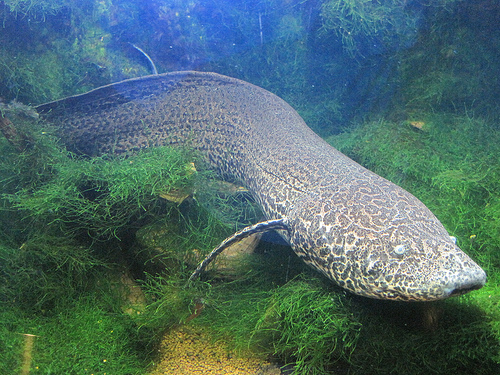 プロトプテルス エチオピクス