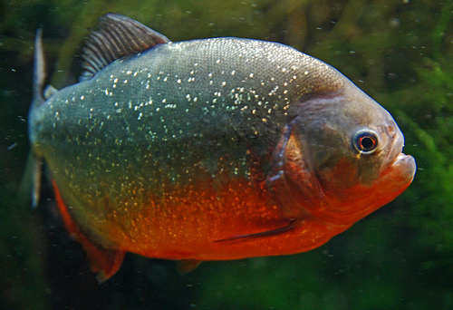 ピラニアの種類 海水魚の種類と釣り方