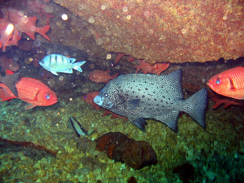 シガテラ 海水 魚