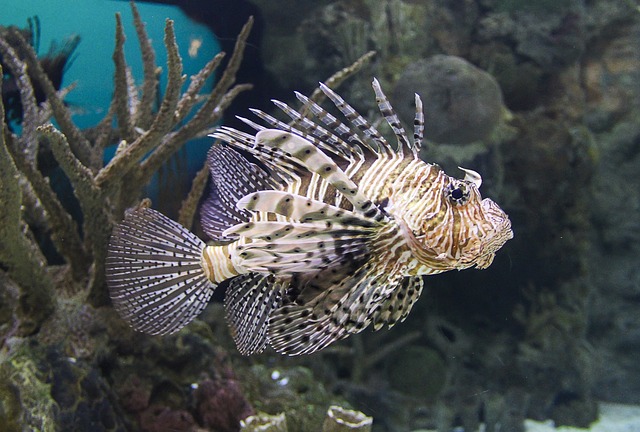 ミノカサゴの混泳 海水魚の種類と釣り方