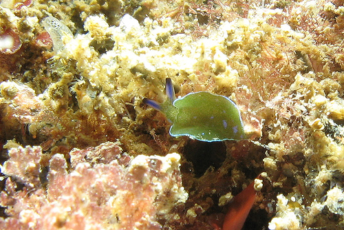 アオボシミドリガイの写真画像