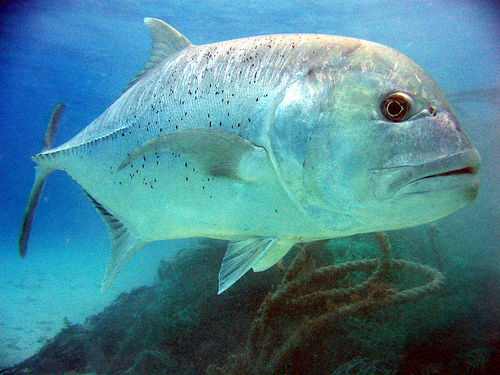 アジ 鯵 の種類9種 海水魚の種類と釣り方