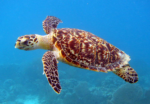 ウミガメの種類 全8種写真あり 海水魚の種類と釣り方