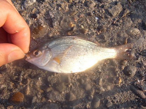 ジグサビキ 釣れる魚 28種全写真あり 海水魚の種類と釣り方