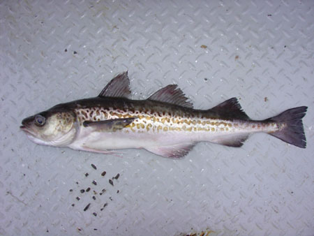 魚へん 底 鯳 海水魚の種類と釣り方