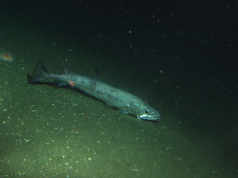 白身魚 メルルーサ 海水魚の種類と釣り方