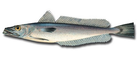 白身魚 メルルーサ 海水魚の種類と釣り方