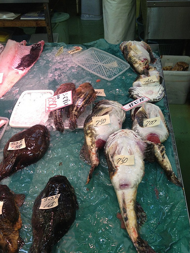 魚へんに秋という漢字 鰍(カジカ)の画像