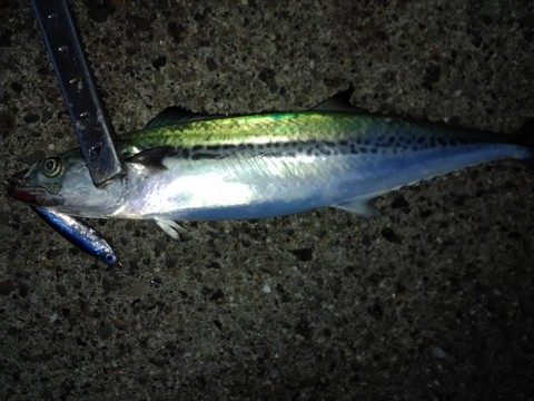 ジグサビキ 夜の釣り方 海水魚の種類と釣り方