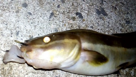 イカの切り身 イカ短 釣れる魚 海水魚の種類と釣り方