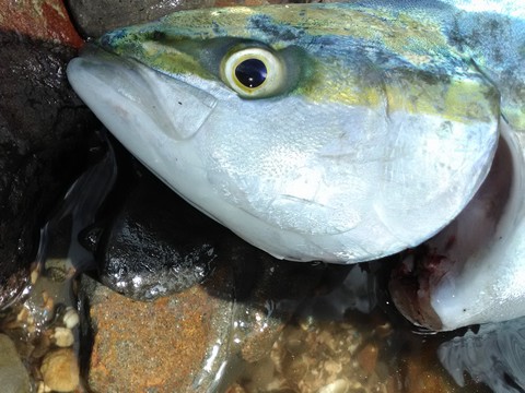 ハマチの締め方 ハサミ ナイフ 海水魚の種類と釣り方
