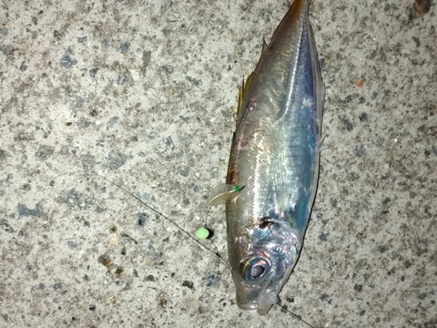 夜釣り サビキのコツ 海水魚の種類と釣り方
