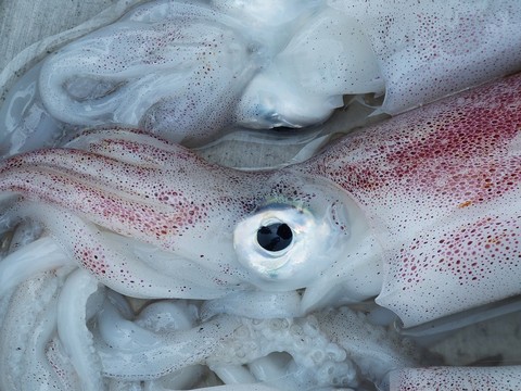 アオリイカ 締め方 ナイフ ハサミ チョップ 締めないとどうなる 海水魚の種類と釣り方