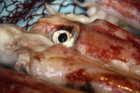 アオリイカ 締め方 ナイフ ハサミ チョップ 締めないとどうなる 海水魚の種類と釣り方