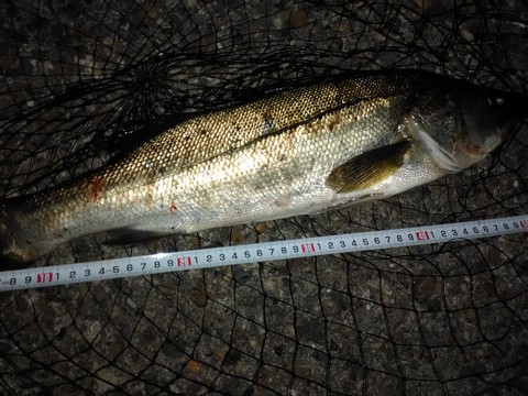 スズキ シーバス 夜の釣り方 海水魚の種類と釣り方