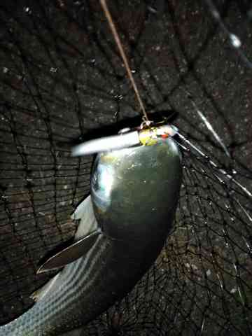 ボラ 漢字の一つ 魚へん 走 海水魚の種類と釣り方