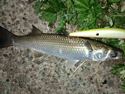 ボラ 漢字の一つ 魚へん 走 海水魚の種類と釣り方