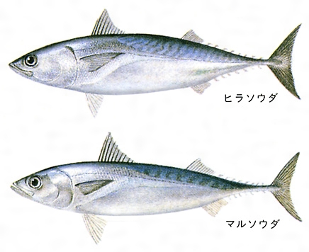 カツオの種類違い見分け方 海水魚の種類と釣り方