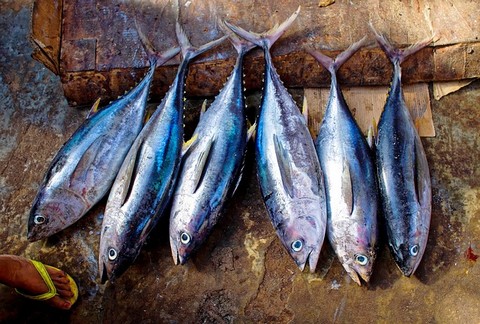 マグロは出世魚 名前の順番 海水魚の種類と釣り方