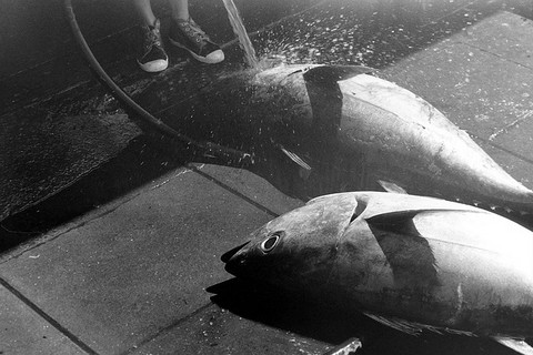 マグロは出世魚 名前の順番 海水魚の種類と釣り方