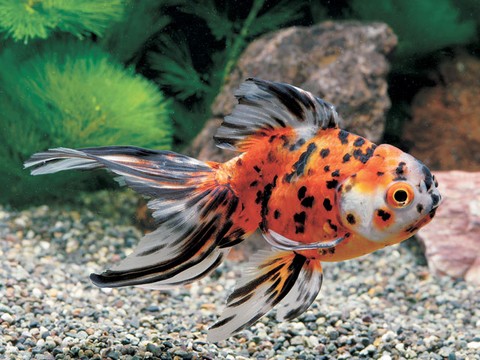 金魚の種類 らんちゅう 東錦の画像