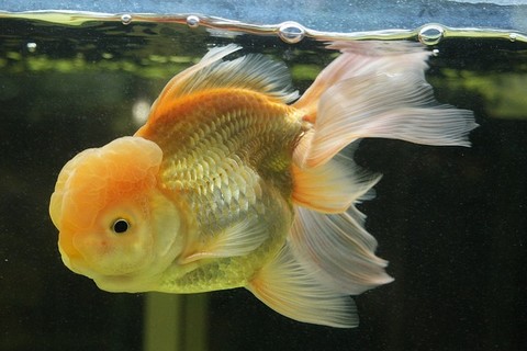 金魚の種類 らんちゅう らんちゅうの画像2