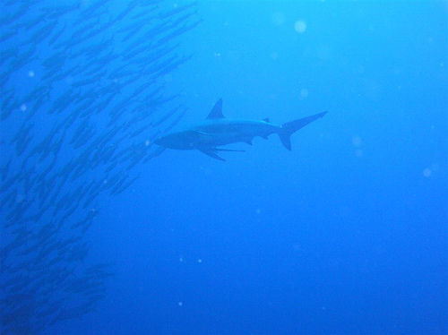 サメの種類 ヨゴレの画像