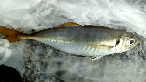 マリーナシティで釣れる魚 アジの画像