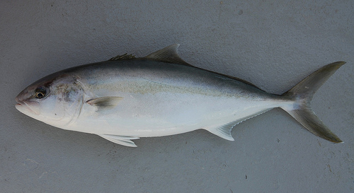 ジグサビキ 釣れる魚 カンパチの画像