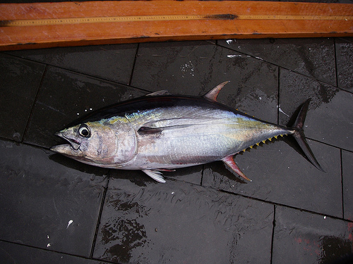 食用魚の種類 マグロの画像