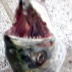 サワラの歯の画像