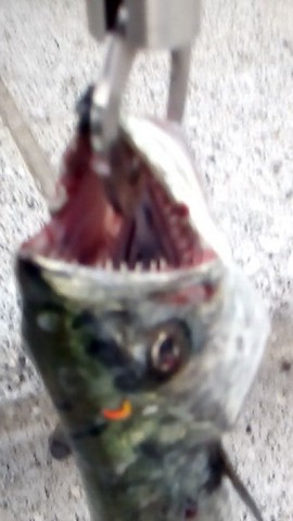 魚へんに春という漢字 鰆(サワラ)の歯の画像