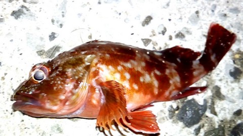 根魚(ロックフィッシュ)の種類　カサゴ(ガシラ)の画像 夜