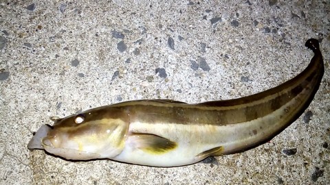 ジグサビキ 釣れる魚 ゴンズイの画像