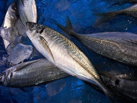 食用魚の種類 マアジ(真鯵)の画像