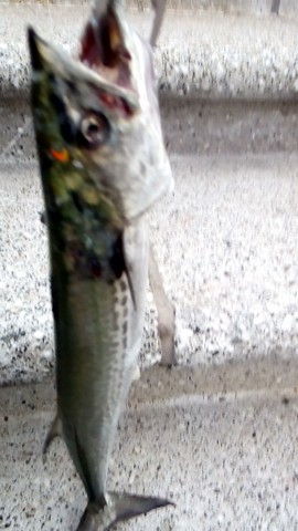 ライトショアジギング(メタルジグ)で釣れる魚 サワラの画像