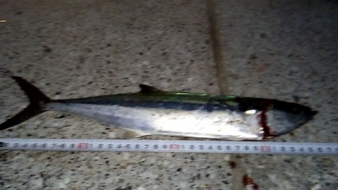 マリーナシティで釣れる魚 サワラの若魚(サゴシ)の画像