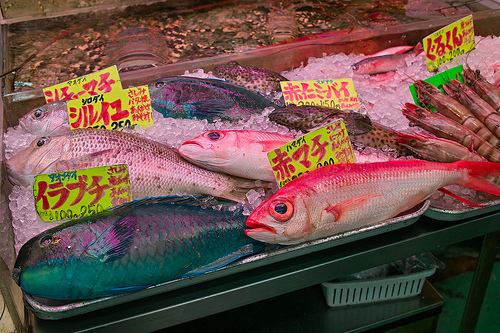 アオブダイ(沖縄 青い魚)の写真画像