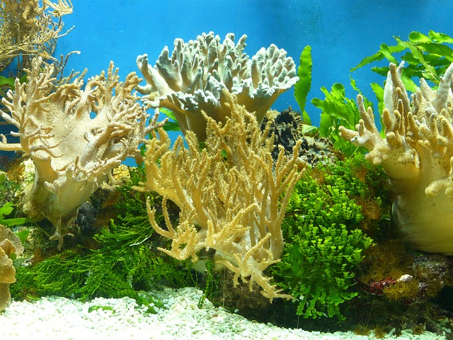 サンゴ海水魚水槽の画像