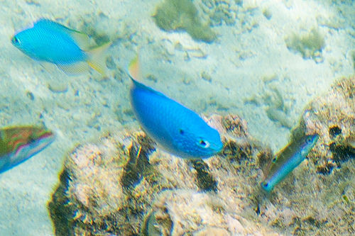 ヒリゾ浜で見れる魚の種類 ソラスズメダイの写真画像