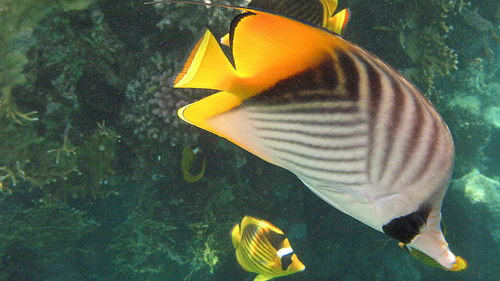 ヒリゾ浜で見れる魚の種類 トゲチョウチョウウオの写真画像