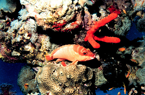 ヒリゾ浜で見れる魚の種類 アカハタの写真画像