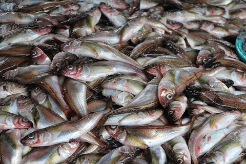 食用魚の種類 ハタハタの画像