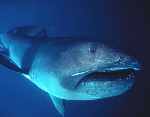深海サメの種類 メガマウスの画像