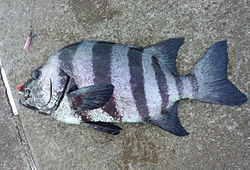マリーナシティで釣れる魚 イシダイの画像