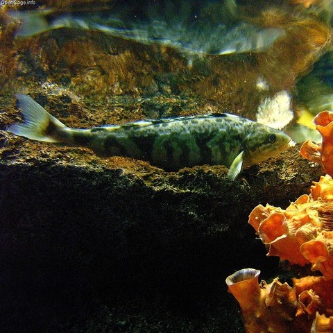食用魚の種類 ホッケの画像