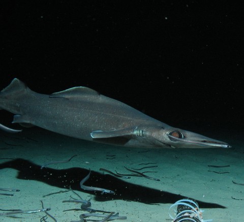 深海サメの種類 ヘラツノザメの画像
