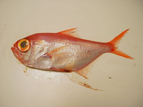 赤い魚 目が大きい キンメダイの画像