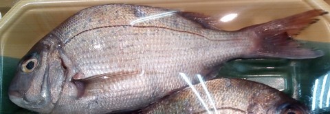 魚(サバ,サンマ,アジ)の切り身で釣れる魚 マダイ(真鯛)の画像